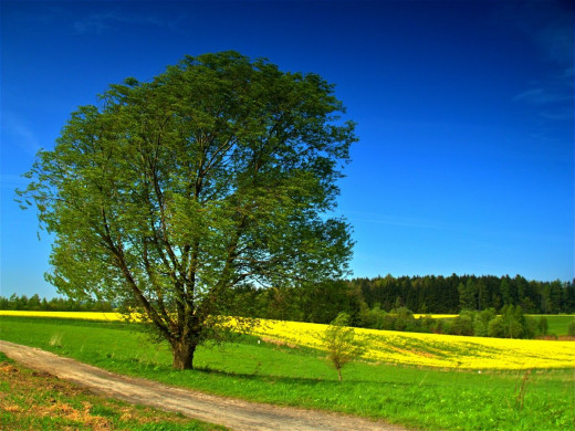 41260 (a): :1200x900
